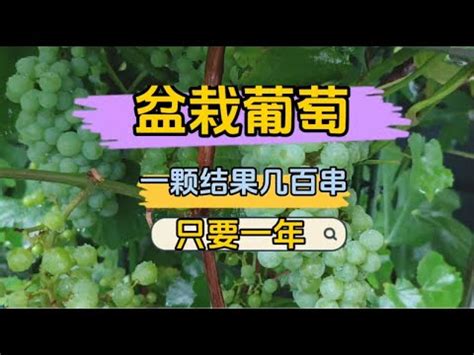 葡萄盆栽種植|葡萄盆栽神技：輕鬆種出甜果